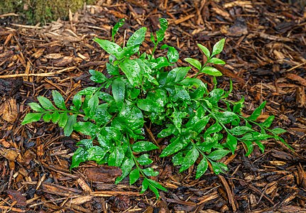 Asplenium obtusatum