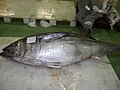 la tonyina (o atum)