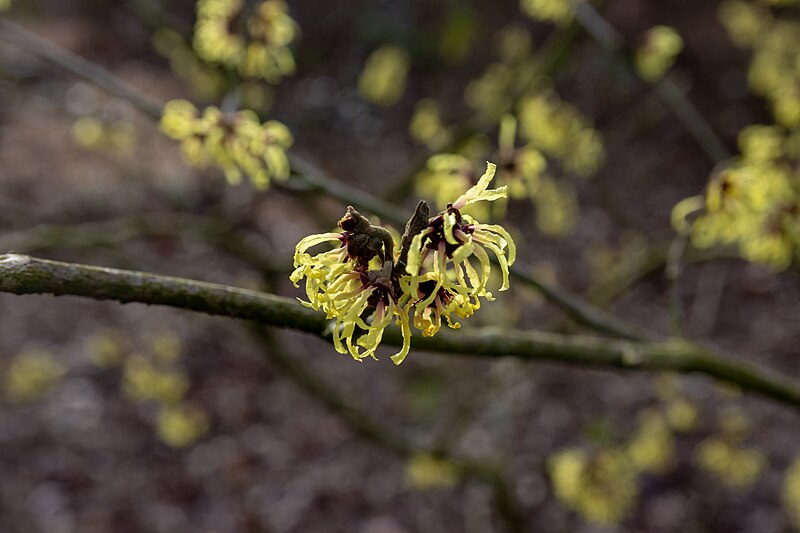 File:At Dunham Massey 2024 028.jpg