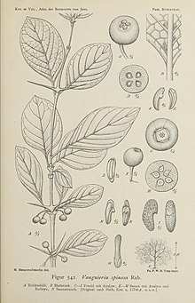 Atlas der baumarten von Java (Фигур 542) BHL47163458.jpg