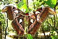 Atlas Moth in Kerala - (Punnakkulangara in Kannur District)