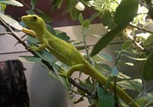 Auckland Green Gecko u parku ptica Kiwi.jpg