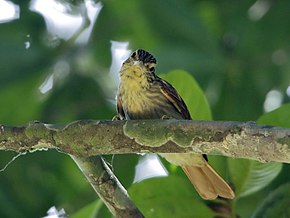 Beskrivelse av bildet Automolus subulatus - Striped woodhunter;  Xapuri, Acre, Brazil.jpg.