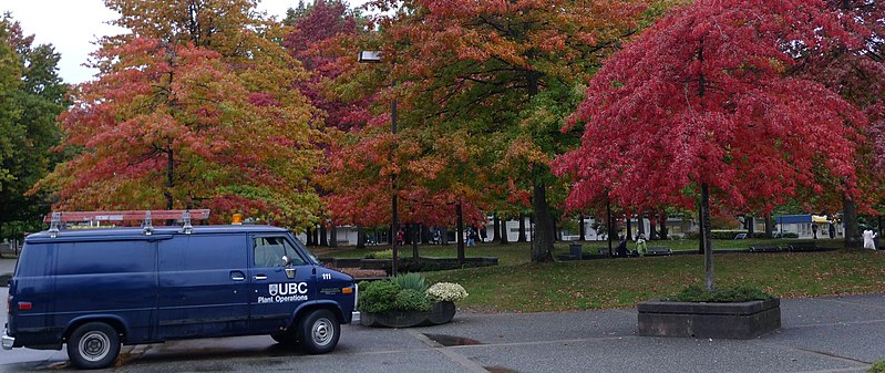 File:Autumn colours at the university of british columbia - panoramio.jpg