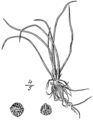 1.3. Isoetes hieroglyphica Fig. 120