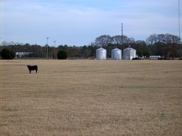 Tar Heel - View