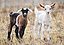 Baby goats jan 2007 crop.jpg