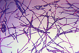 Bacillus Anthracis