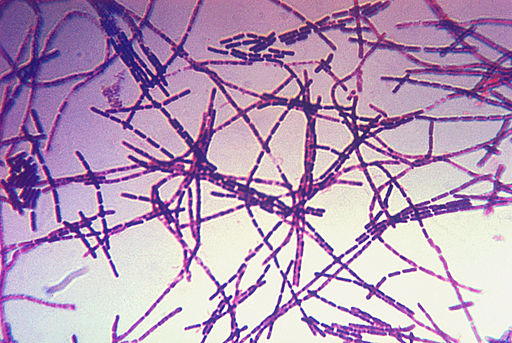 Bacillus anthracis Gram