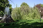 Thumbnail for File:Baden-Baden-Fagus sylvatica pendula-Haengebuche1-05-Sintersteinbrunnen-2005-gje.jpg