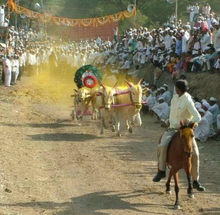 Bullock cart race at a Jatra in Manchar, Maharashtra Bailgada manchar.png