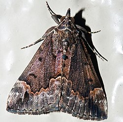 Baltimore Hypena - Hodges#8442 (Hypena baltimoralis)