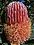 Banksia menziesii 1 gnangarra cropped.jpg