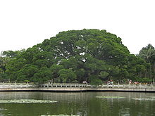 Banyan King in Fuzhou National Forest Park (福州國家森林公園).