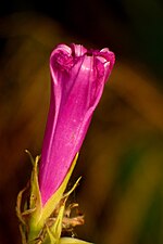 Miniatura per File:Batatilla - Campanita (Ipomoea indica) (14860621095).jpg