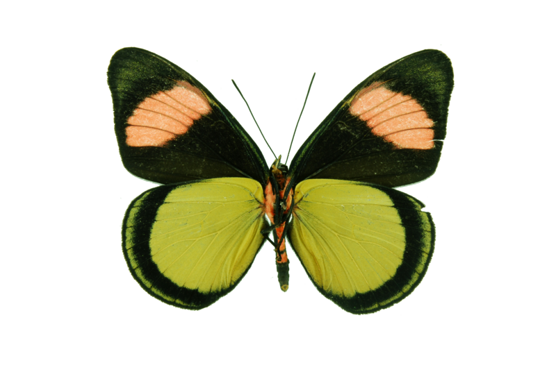 File:Batesia hypochlora1.png