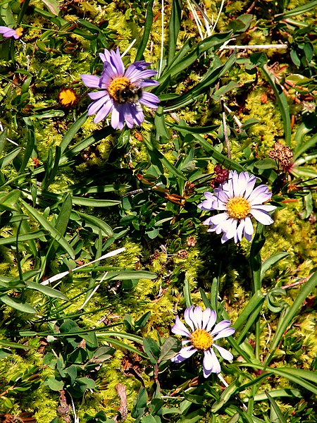 File:Bee on alpine aster. (b036adecb3894d34a93a29a3bb980d6b).JPG