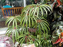 Begonia hashamatlari - Amerika Qo'shma Shtatlari Botanika bog'i - DSC09531.JPG