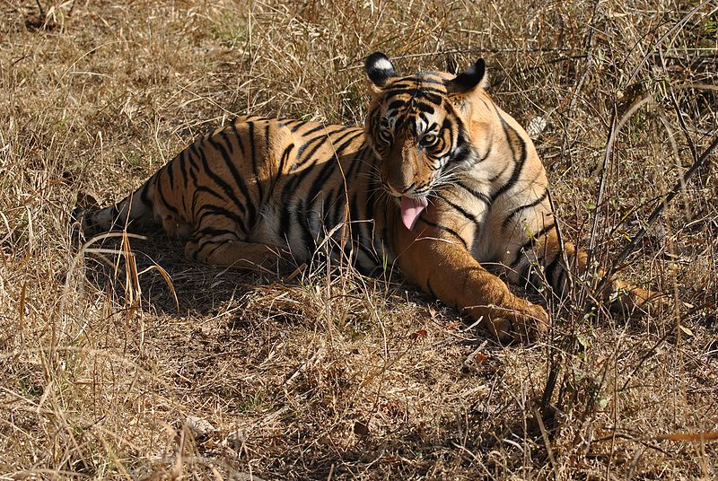 File:Bengal Tiger11.jpg