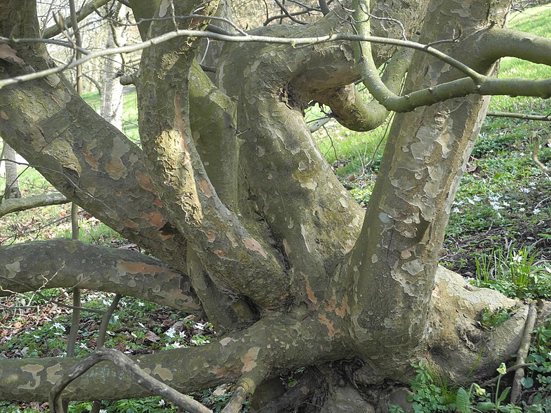 File:Bergpark Wilhelmshöhe - Baum 333a 2020-03-27 d.JPG