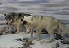 Two models of Beringian wolves created by paleo-artists working at the Yukon Beringia Interpretive Centre