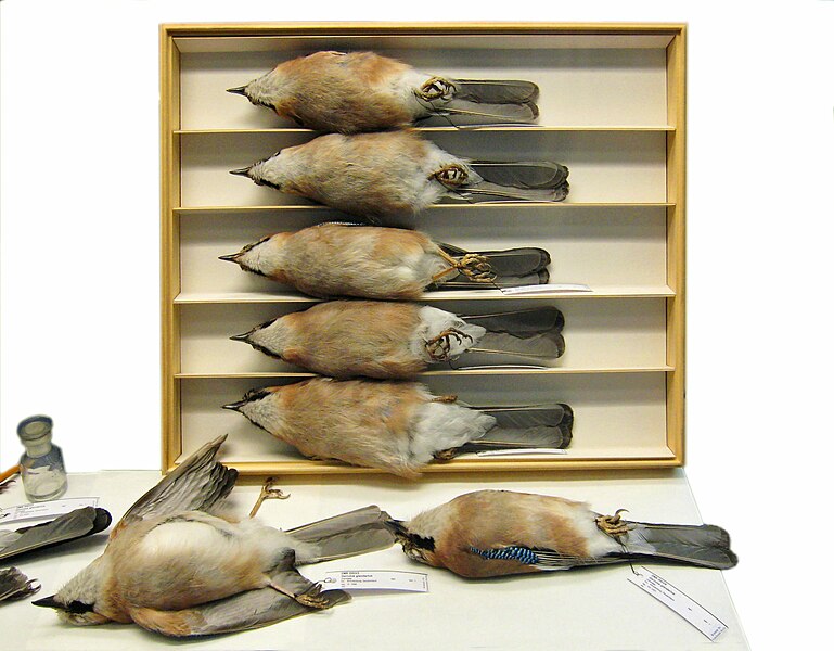 ファイル:Berlin Naturkundemuseum tote Voegel.jpg