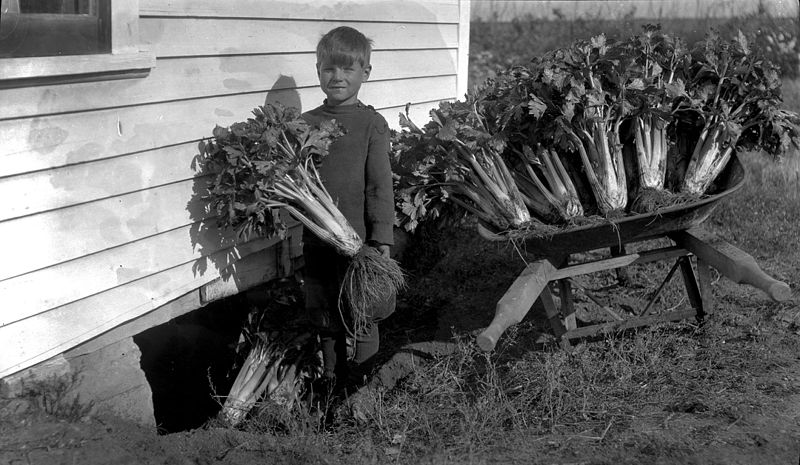 File:Bill McCalla putting celery into storage (29536158146).jpg