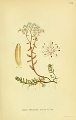 Thumbnail for File:Billeder af nordens flora (Plate 270) (8147586360).jpg