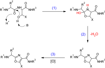 Oxazoles in biochemistry