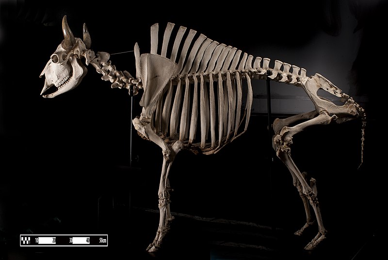 File:Bison skeleton at MAV-USP.jpg