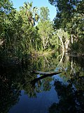 Thumbnail for File:Bitter Springs thermal pools, Elsey National Park, near Mataranka - panoramio.jpg