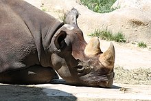 BlackRhino1 CincinnatiZoo.jpg