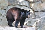 Черный медведь в зоопарке Питтсбурга.jpg