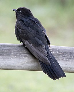 Der Schwarzkuckuck gehört zur