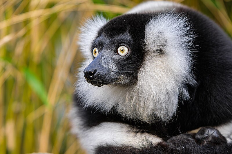 File:Black and white ruffed lemur - 53007979112.jpg