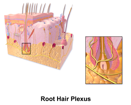 Blausen 0806 Skin RootHairPlexus