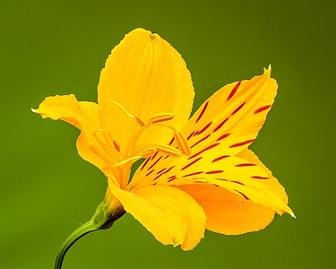 Bloem van een Alstroemeria aurea. 03-07-2021 (actm.)