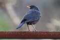 * Nomination Blue whistling thrush near Kasauli. --Satdeep Gill 03:43, 23 August 2023 (UTC) * Decline  Oppose Sorry, the focus should be on the eyes when taking photos of animals. --多多123 12:32, 25 August 2023 (UTC)