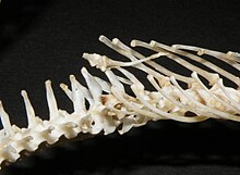 Skeleton of a Boelens python showing the bones inside the anal spurs Boelens python anal spurs.jpg