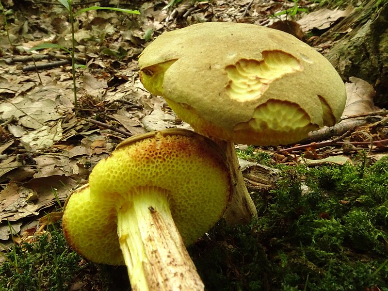 File:Boletus subtomentosus (?) (48647071291).jpg