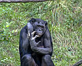 Bonobo 009.jpg