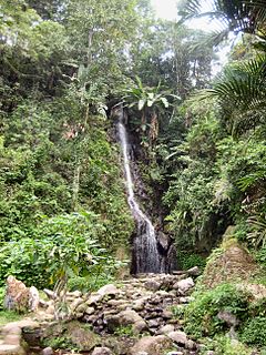 Flora of Indonesia native plants of Indonesia