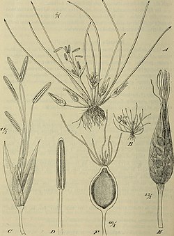 Botanische Jahrbücher für Systematik, Pflanzengeschichte und Pflanzengeographie (1904) (20402793025).jpg