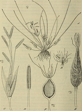 Hydatellaceae: Họ thực vật