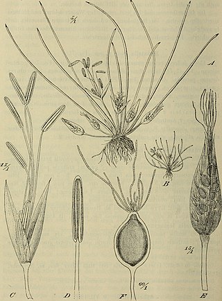 <span class="mw-page-title-main">Hydatellaceae</span> Family of flowering plants
