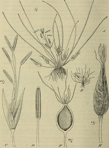 Hydatellaceae