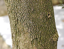 Buxus sempervirens bark Boxwood Buxus sempervirens var. arborescens Bark 2597px.jpg