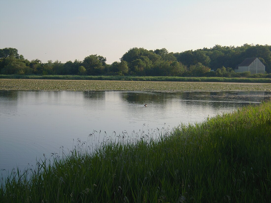 File:Brenne - Saint-Michel-en-Brenne (36) - Étang de la Sous et berges.jpg