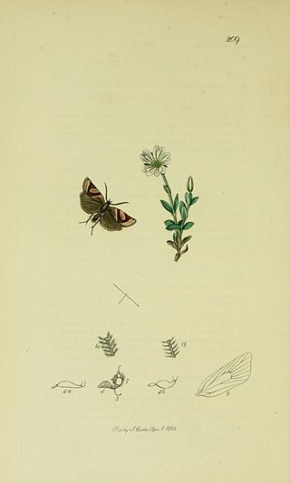 <i>Philedonides lunana</i> Species of moth