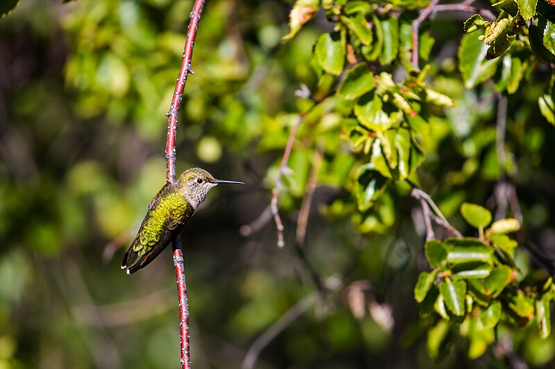 File:Broad-tailed hummingbird (50310263757).jpg